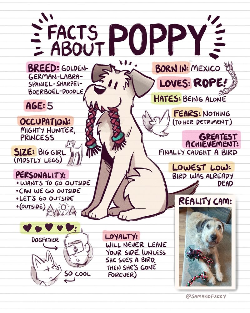 Facts about poppy
Breathe: golden German labra spaniel sharpie Boerboel doodle 

Age:5
Occupation: mighty Hunter/princess 
Size: big girl, mostly legs 
Personality: wants to go outside. Can't we go outside? Let's go outside. Outside.
Born in: Mexico 
 loves: rope
Fears: nothing, to her detriment 
Greatest achievement: finally caught a bird 
Lowest low:bird was already dead