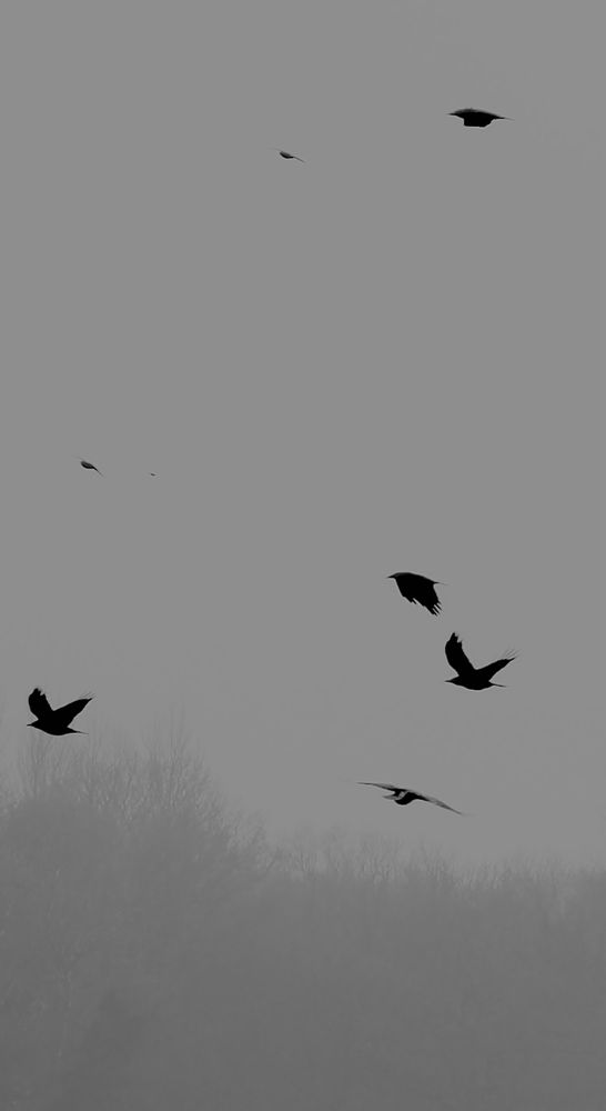 crows in flight 