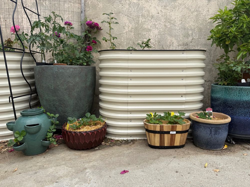 Assorted strawberry plants in different types of containers + roses and citrus trees in the background. 