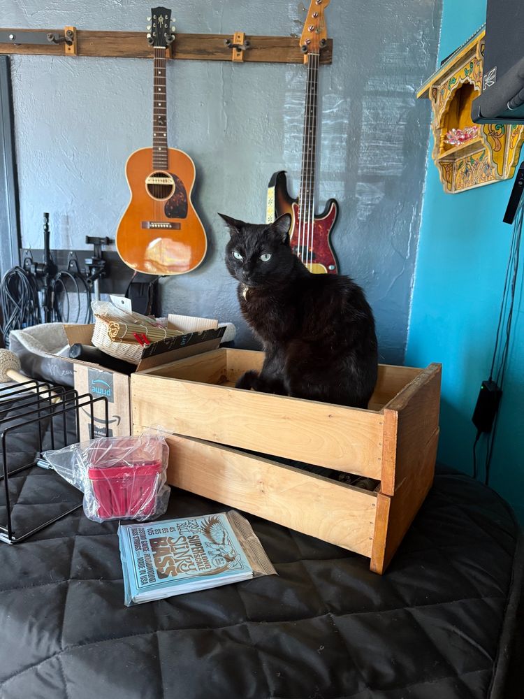 Black cat seated in displaced kitchen drawer in recording studio during kitchen remodel