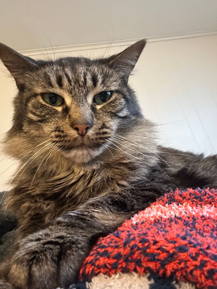 long hair brown tabby cat with black stripes laying on a red, white, and black blanket. the wall behind him is white. he is facing the camera, his paw is in front of him gripping the blanket. his nose is pink and his eyes are green.