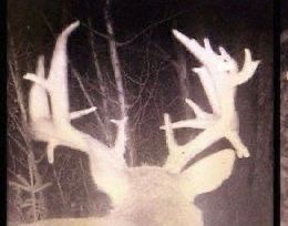 overexposed image from a trailcam. the image is zoomed in on a buck’s antlers and back of head. the setting is a forest at night. 
