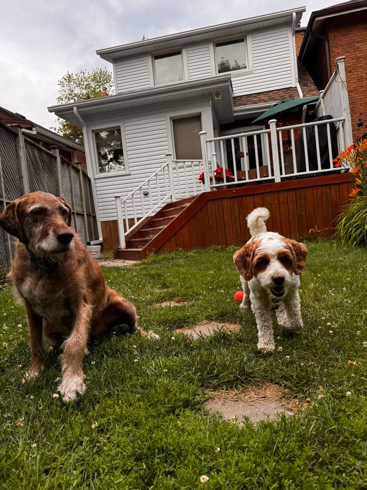 Two dogs in a backyard, one is walking happily towards the camera while the other gives him some side-eye
