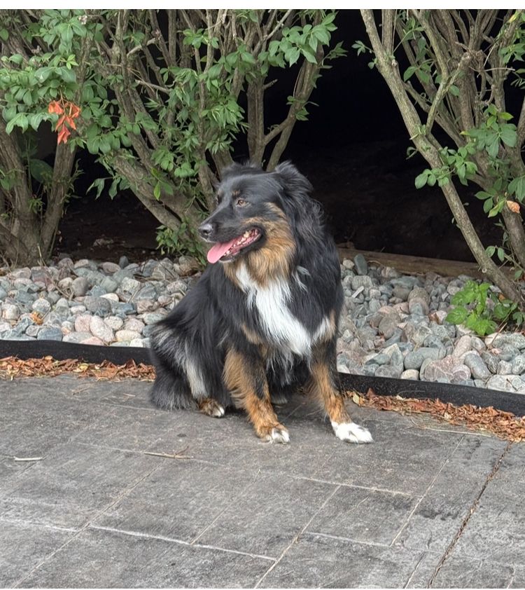 An Australian herding dog seated and smiling on a sidewalk in front of a row of bushes