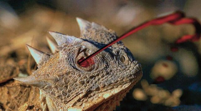 A horned lizard shooting blood from it's eye.
