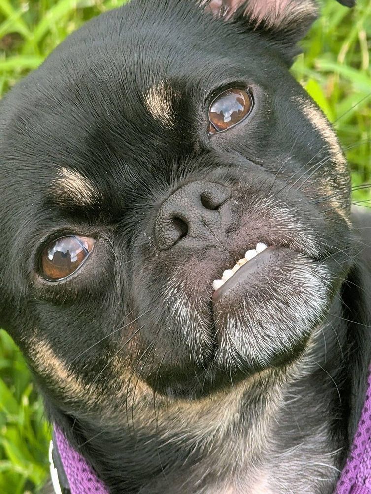Face of a black and tawny Puggle dog. 