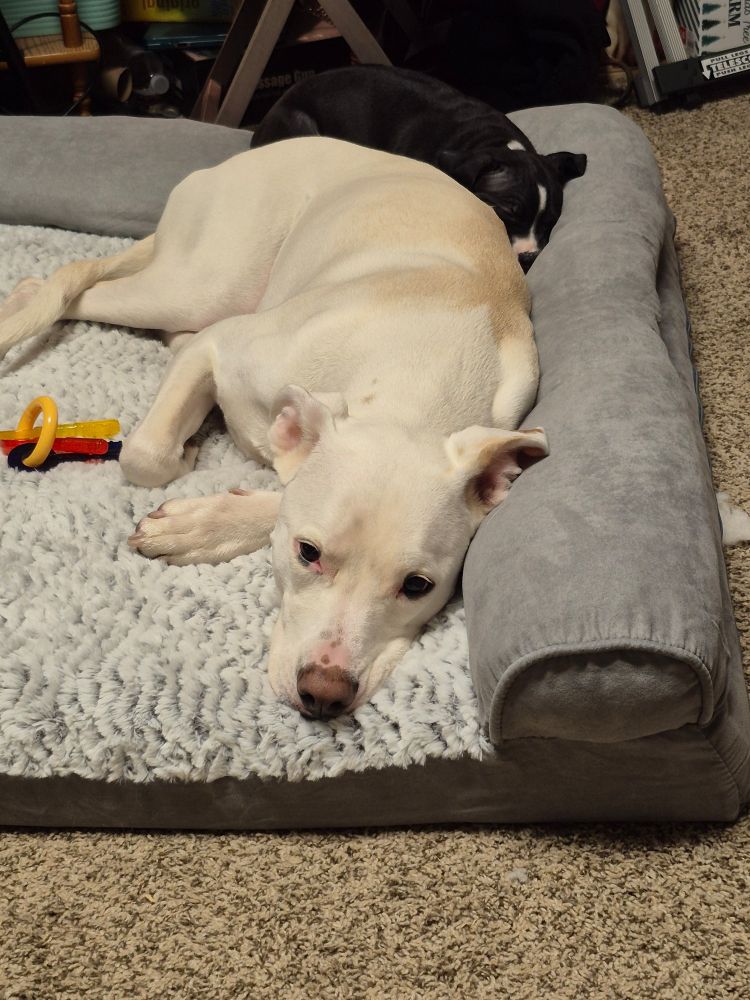 A white boxer mix dog laying on a gray dog bed with a dog chew toy on the shape of colorful keys. A black and white boxer mix puppy is laying on top of her.