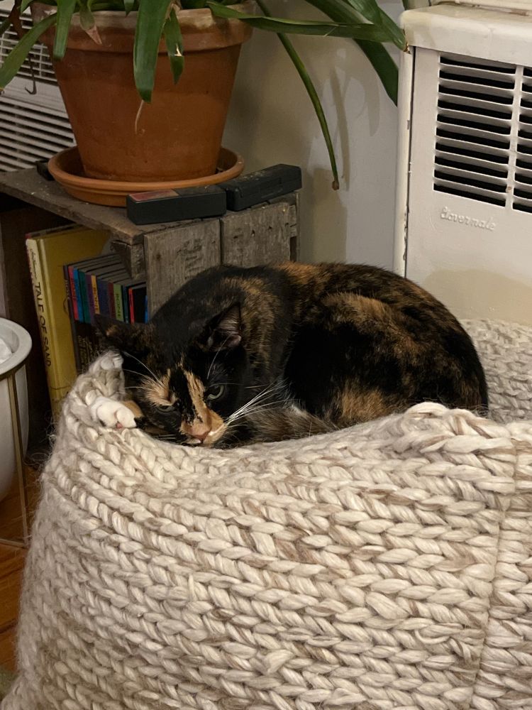 A sleepy tortie cat curled up on a knit pouf and slightly glaring at the camera