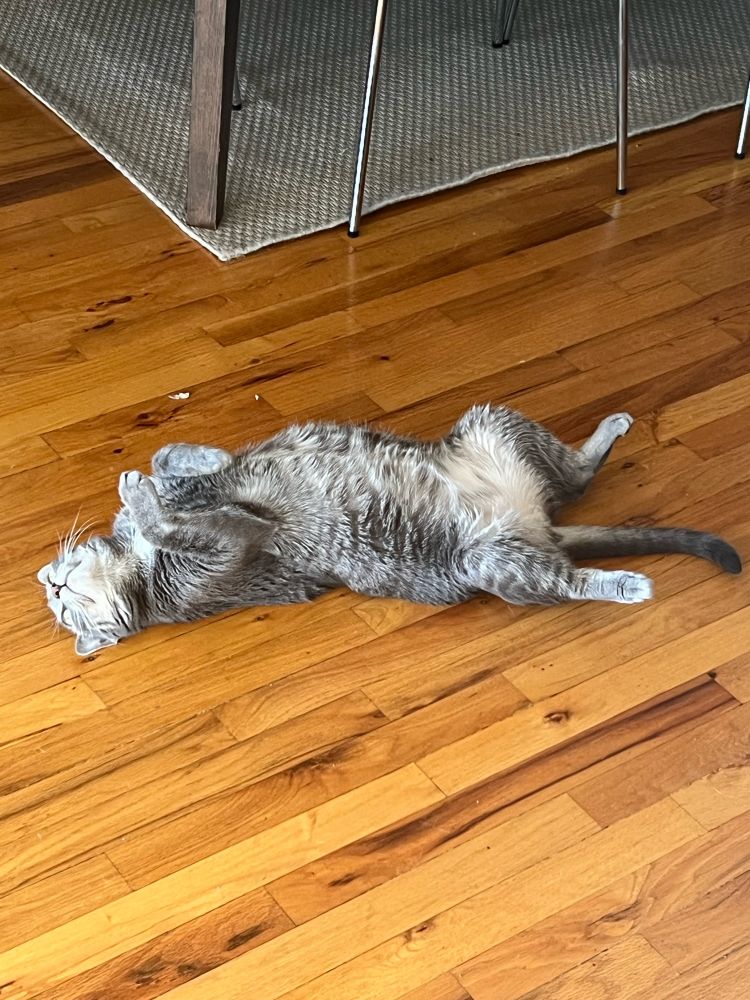 A grey tabby cat laying on his back and posing like an otter