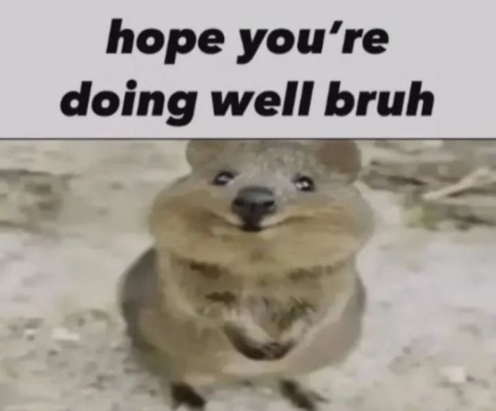 hope you’re doing well :) meme
