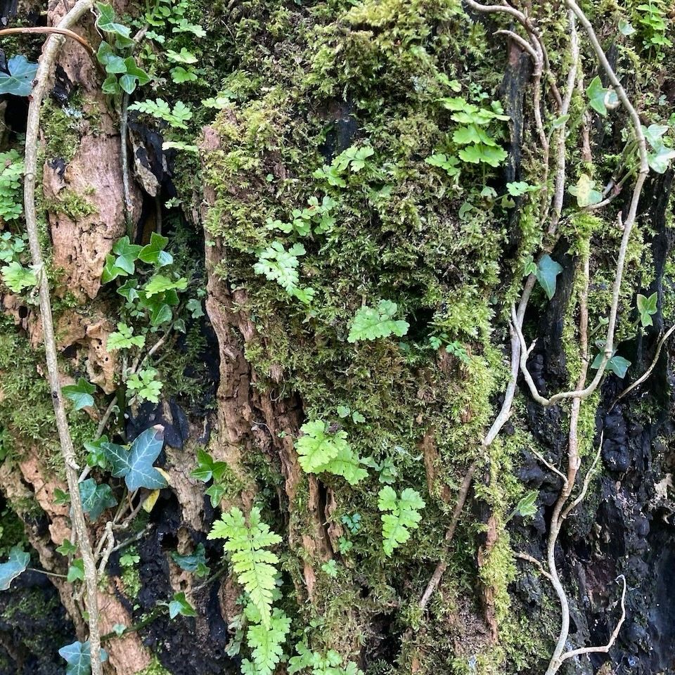 Square format close up photo of a crumbling tree trunk with moss, ivy and young ferns growing on it. 
