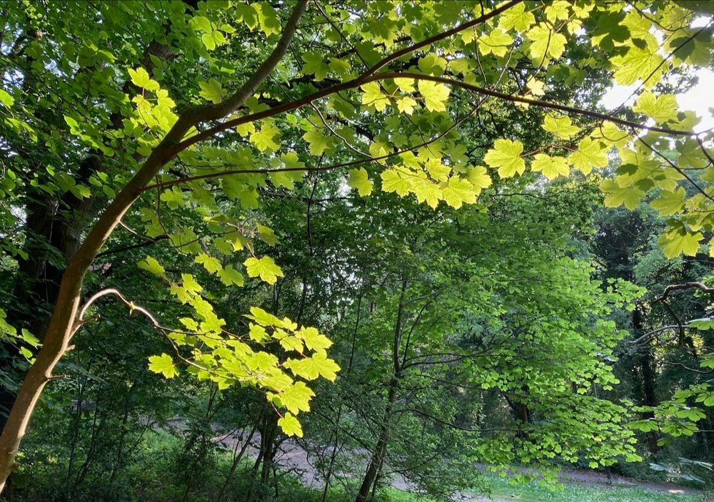 A landscape format photo, mostly green in hue, showing a background of trees with sunlight lighting up the leaves of a young sycamore tree in the foreground. 