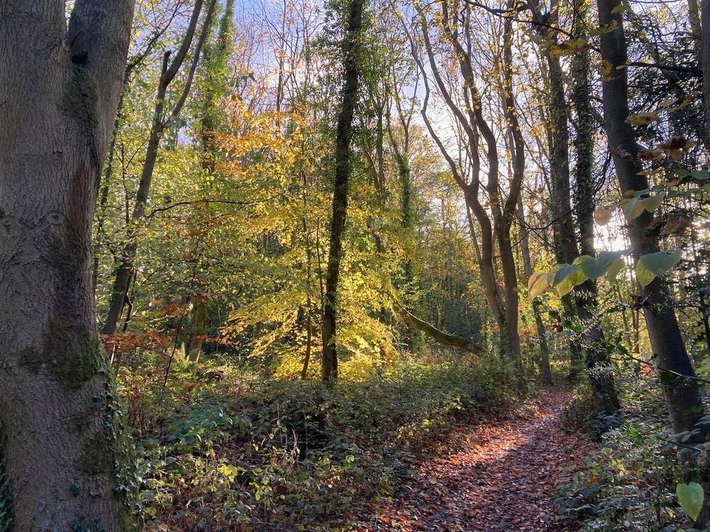 landscape format photo of light catching a tree by a woodland path
