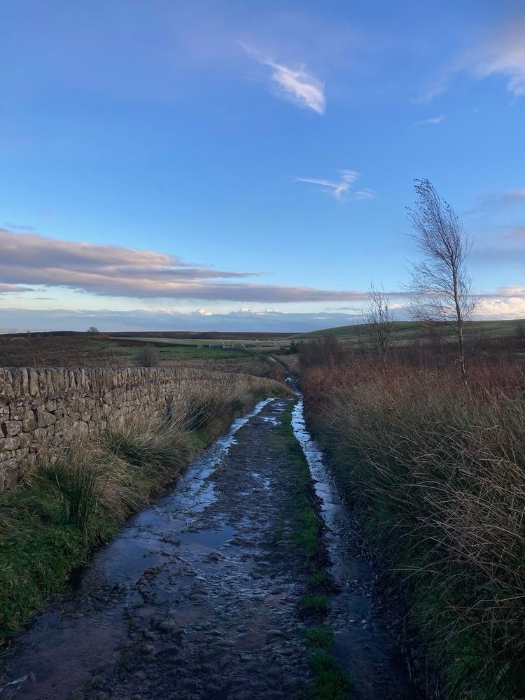 Portrait format photo with a winter landscape taking up the bottom half of the picture and blue sky the top half. The branches of a young bare tree on the right lead up to a fluffy white cloud inter blue sky. The blue light of the sky is also reflected by water lying in the ruts of a central track leading into the distance. 
