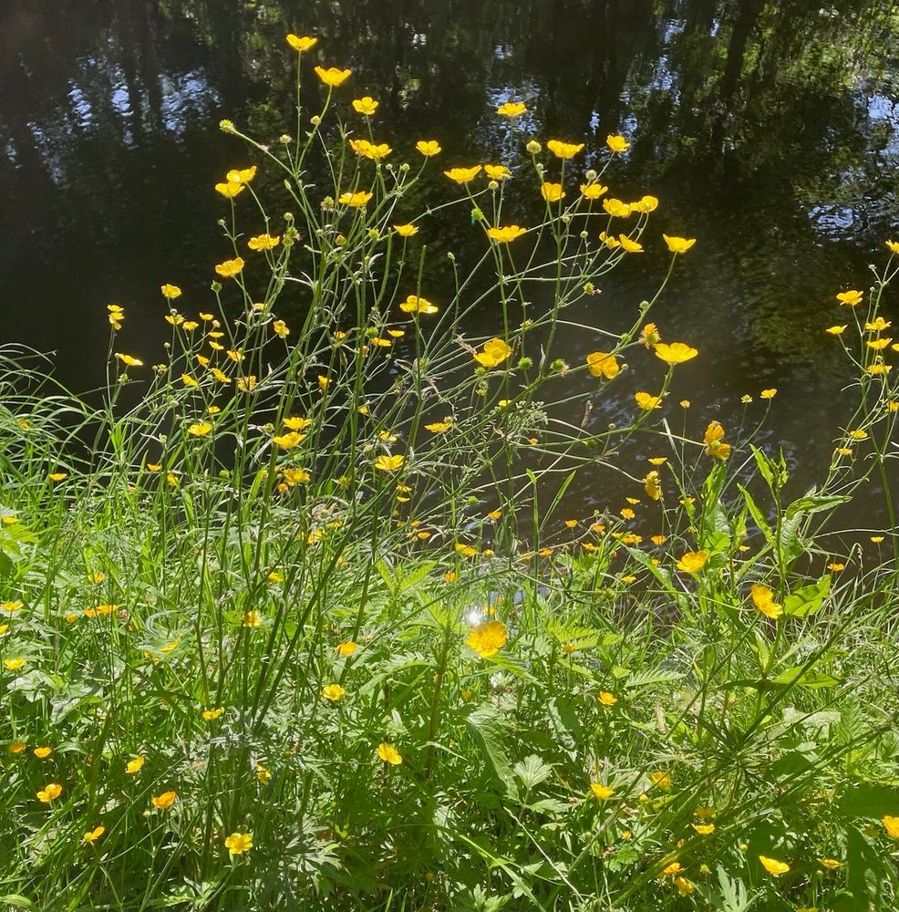 Square format photo of a tangle of tall, sunlit buttercups against a backdrop of shady water