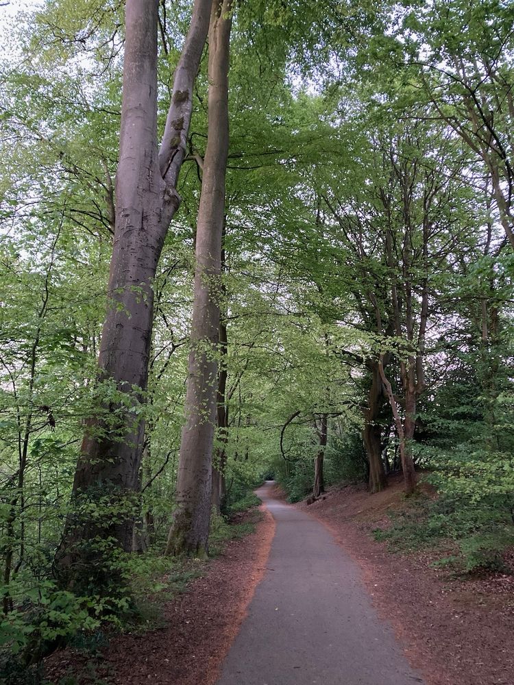 Portrait format photo of a smooth path running past smooth grey beech trunks and other trees newly in leaf. 