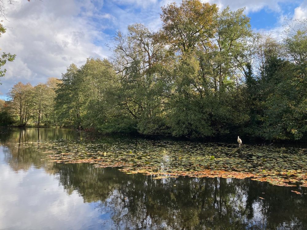 landscape format photo of a tree lined pond covered in water lilies and autumn leaves.  A heron perches on a branch in the lilies