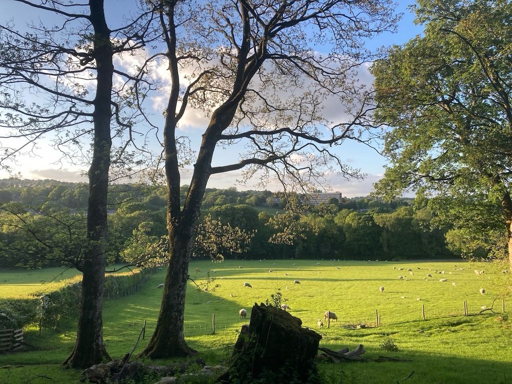 Landscape format photo of two trees and a tree stump against a background of a sunny field and distant trees. The light is evening sunshine with some of the foreground in shadow. 