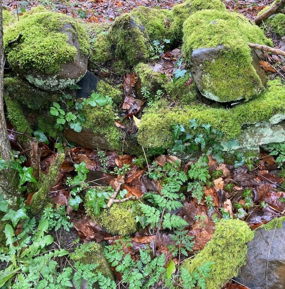Square format photo of a green, mossy wall with a few tumbledown stones in the foreground, orangey-brown leaves around the stones and ivy and other plants growing in the crevices of the wall. 