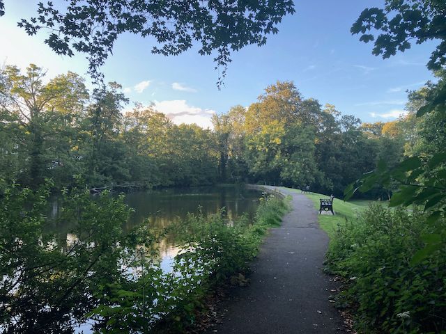 Landscape format photo.  Taken  in evening light. The viewer is on  a path curving around a Sheffield dam, with a bench overlooking the water. The picture is framed by leaves, trees and their reflections. Foliage dangles down from overhead branches towards the trees reaching up at the far end of the pond. 