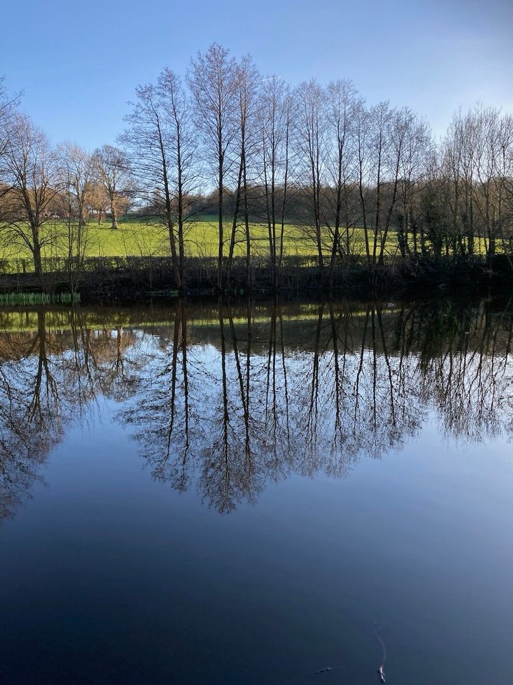 Portrait format landscape photo of a line of bare trees reflected in still water on a sunny day. There's a vivid green, sunlit field behind and a single tree is showing in a gap in the trees. 
