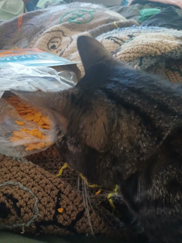 A cute widdle elderly tabby kitty investigating her last food craze, cheese turtle crackers 