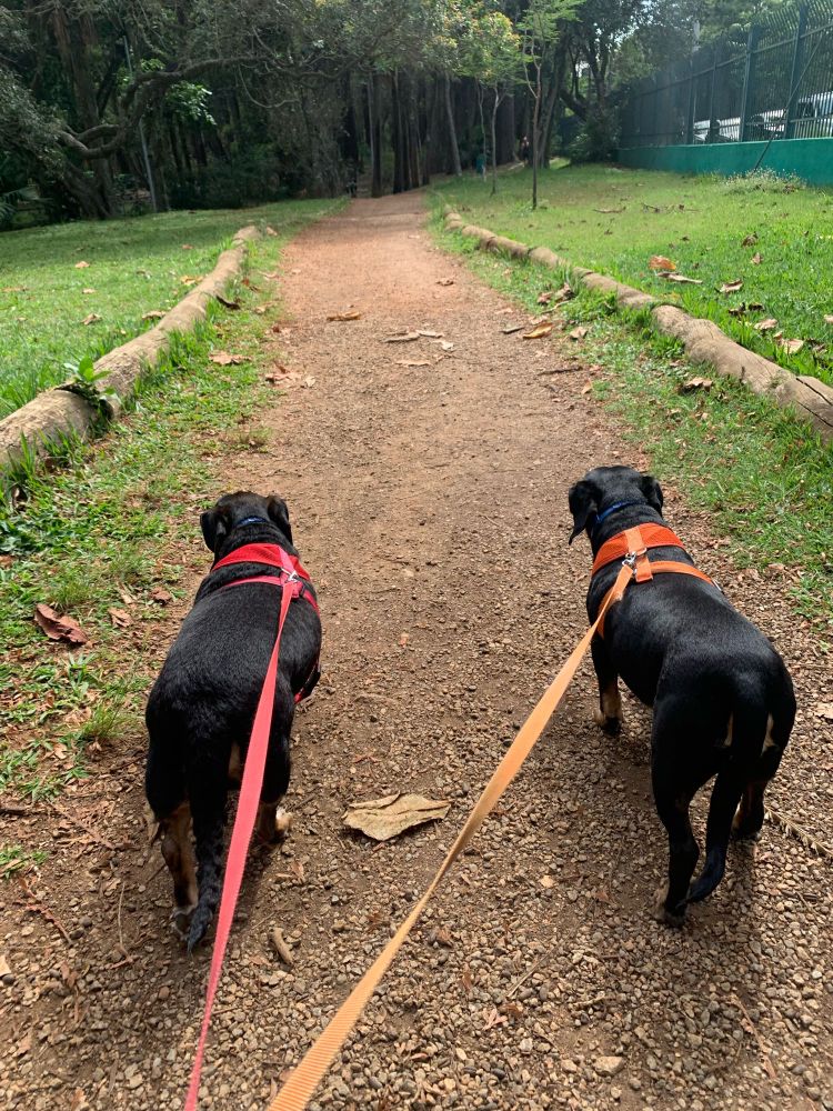 Dois cachorros salsichas caminhado na trilha do parque Ibiraquera.