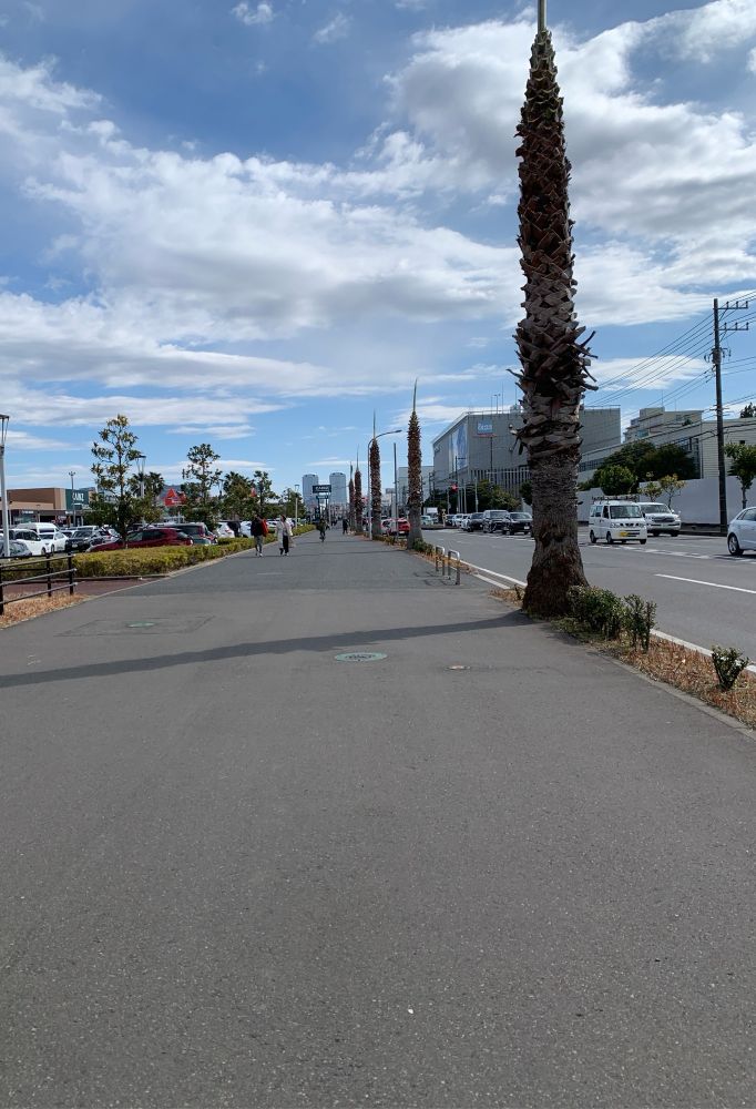 街路樹を綺麗にした結果