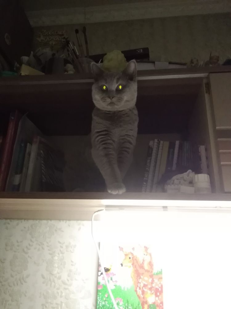 A grey cat on a shelf, its pupils shining yellow