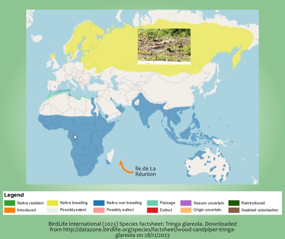 Carte de répartition géographique du Chevalier Sylvain. Observation rare à La Réunion effectuée le 27 décembre 2023.
