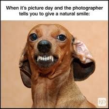 A dog baring its teeth like an awkward smile, with its ear kinda flipped. Caption: When it's picture day and the photographer tells you to give a natural smile. 