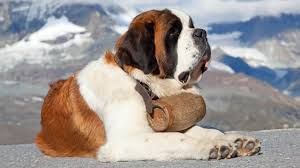 A white and brown Saint Bernard dog with a little whisky barrel around its neck.