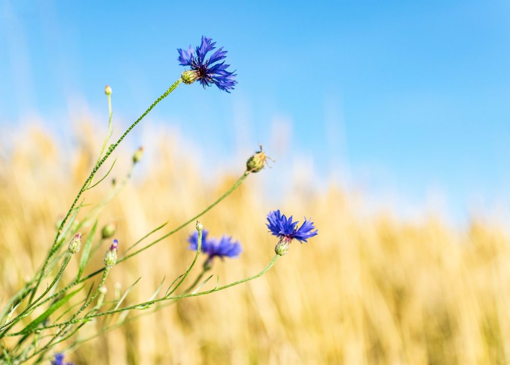 A wild blue flower in focus against a blurred background of sky and plants