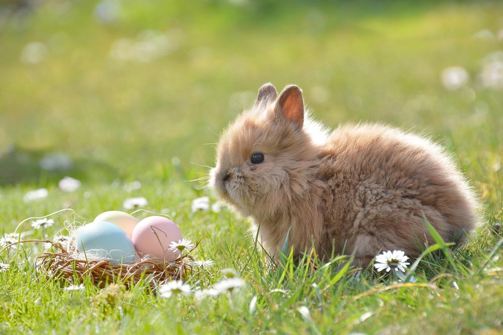 An image of a small light bown rabbit sitting on grass. There is a small basket containing coloured eggs sitting nearby. 