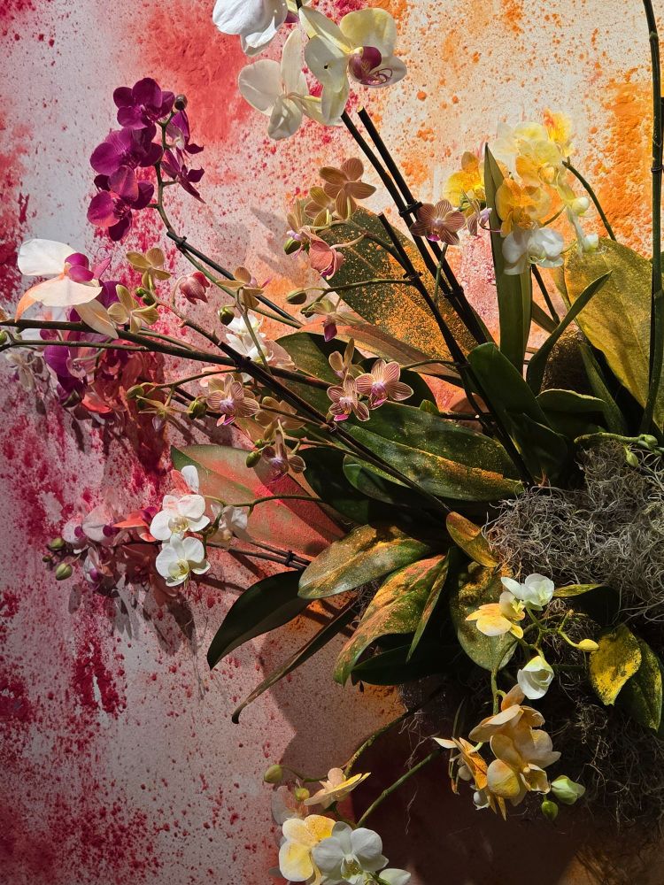 An orchid planter with white, yellow, and red orchids set against a white wall. Gulal powder coats the plants.