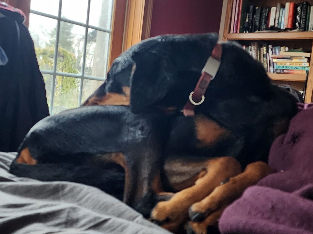 Doberman in tightly compressed curl with chin over hips
