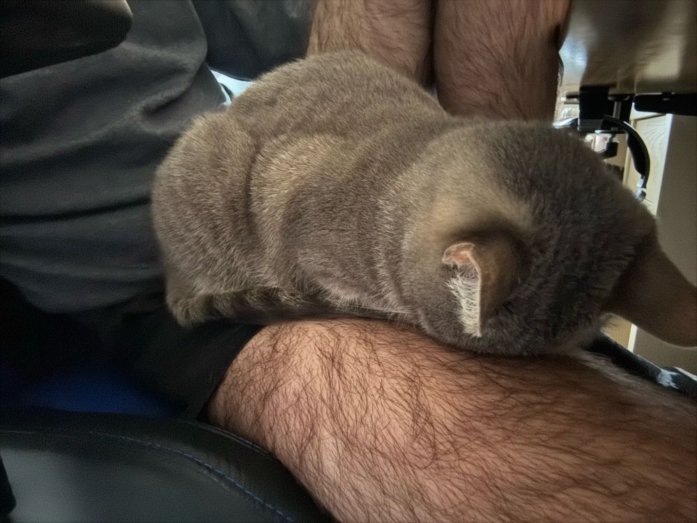 Kitten flat on her head, but in a loaf, on the gentleman’s hairy leg. 