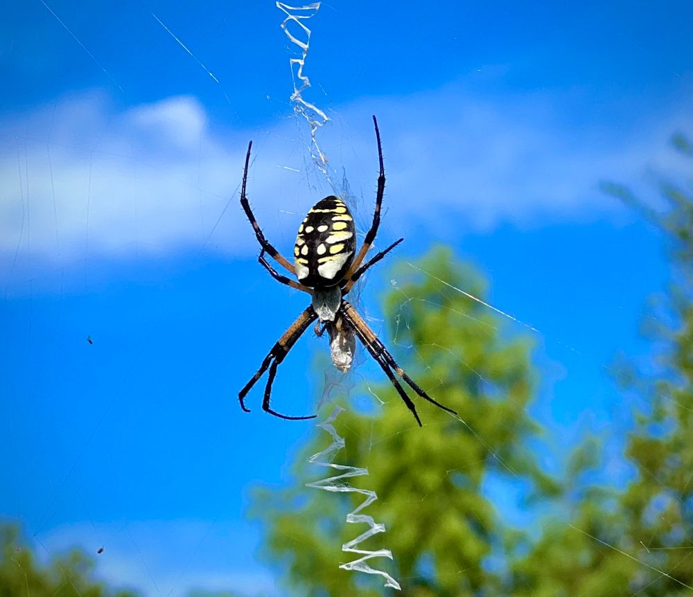 A black, white and yellow writer spider hovers between earth and sky. Her web near invisible save for the zigzag pattern beneath her. She cradles a silken treasure. 
