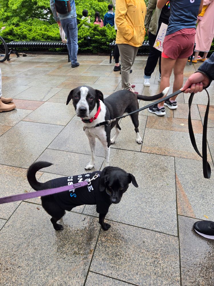 A large black and white dog and a small black dog wearing a shirt that says "I pee on fascists"