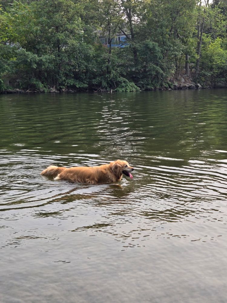 The same very cute golden retriever wading in a lake, with his tongue out, looking happy. Behind him are trees.