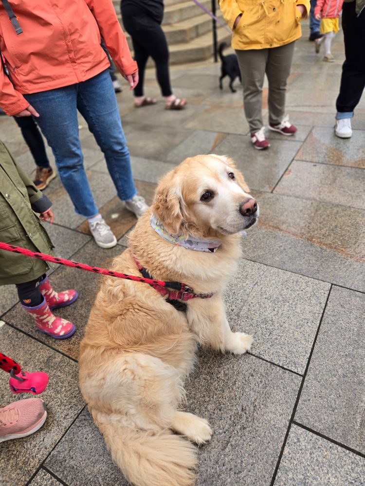 A beautiful fluffy golden retriever wearing a bandana that says "dogs not DOGE"
