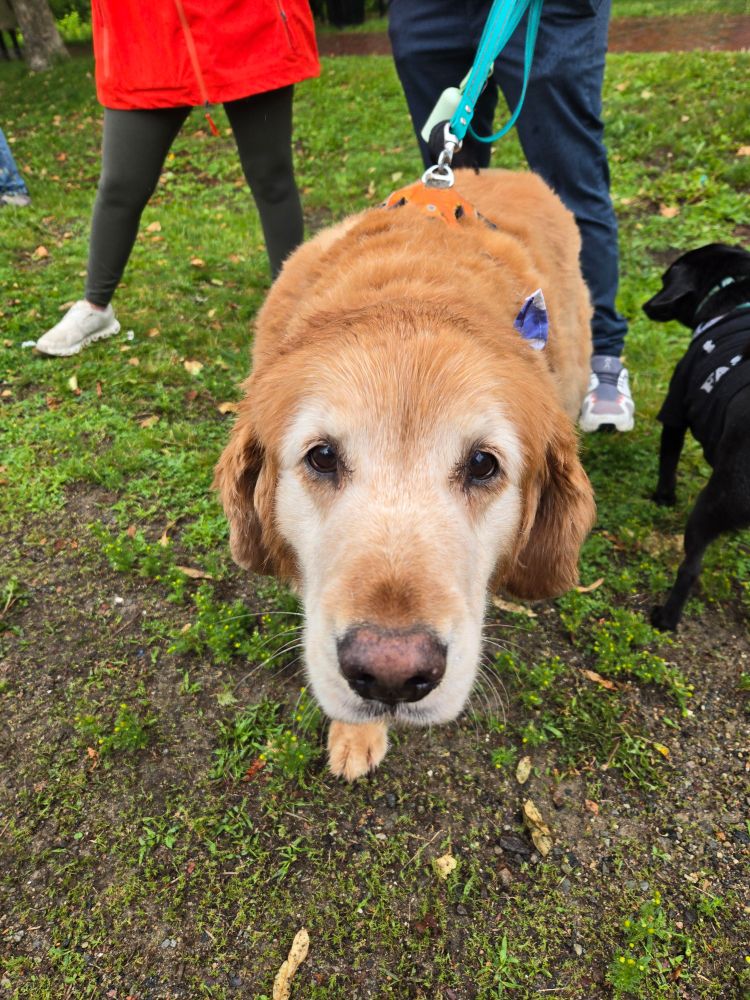 A beautiful older golden retriever with a white face