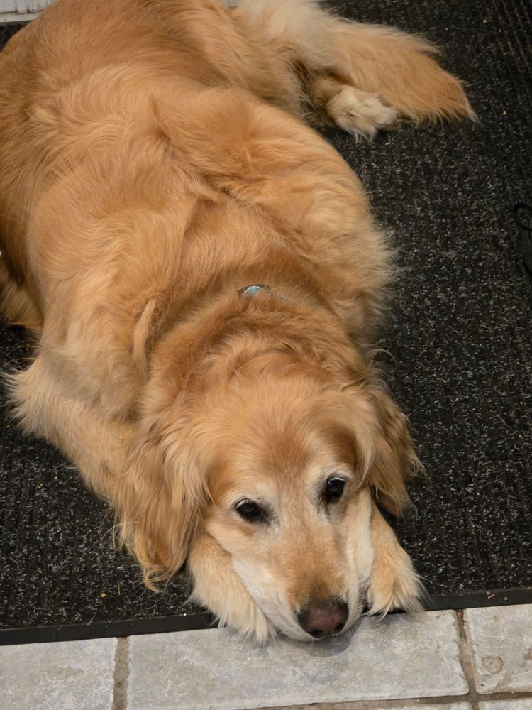 A very cute golden retriever lying on a door mat, with his head on his paws