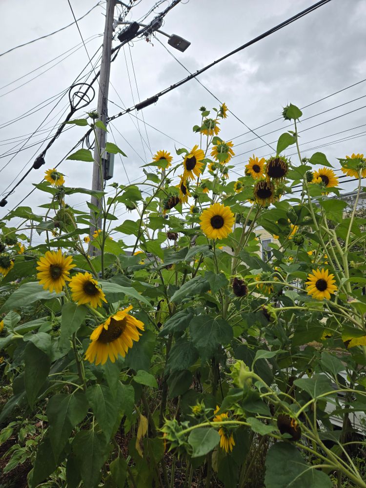 A bunch of sunflowers, with power lines above them and a gray sky