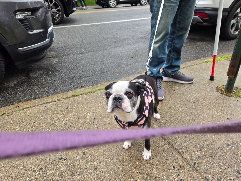 A very adorable little Boston terrier wearing a floral harness