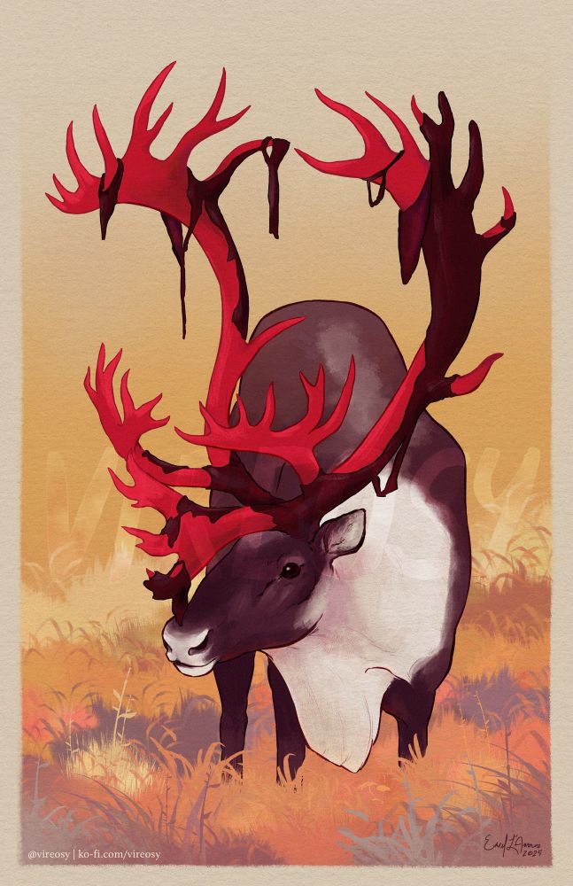 A caribou stands low in a field awash in autumnal oranges and yellows. Its head raised slightly, it looks off to the side while a pair of tall, sweeping antlers rises from its head, a bright red crown of newly hardened branches. Velvet still clings to the antlers in patches and tatters.