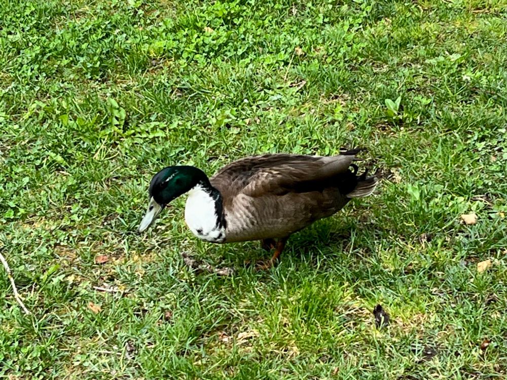 A lone duck walking on the grass minding its own business.