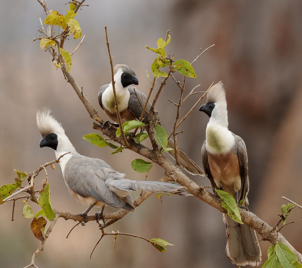 A trio of bare-faced go-away-birds at various angles in some branches. They’ve got dark faces and feather mohawks and two are showing off the green smudge across their white chests.