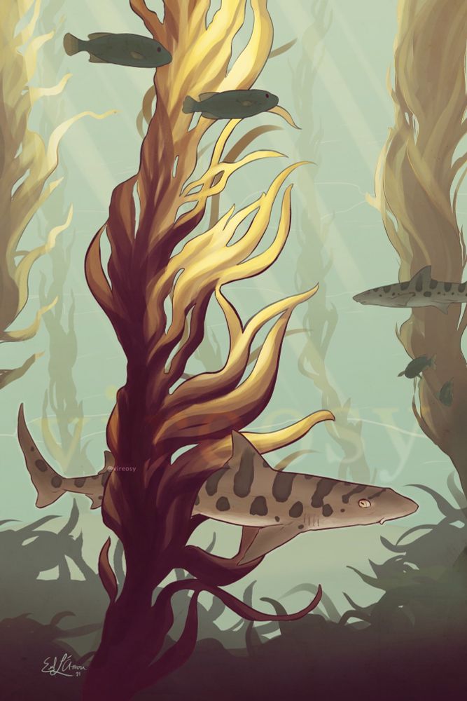 Illustration of a kelp forest in a teal ocean, rays of golden sunlight streaming in from above. Fish are swimming about, and near the bottom of a prominent kelp strand, a partially obscured leopard shark leisurely patrols the underwater forest. The palette predominantly features warmer teals, red violet, and gold.