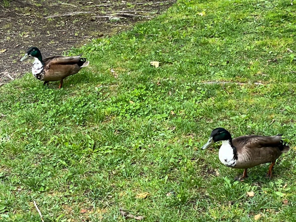 A pair of ducks walking on grass. They have brown bodies, dark teal heads, and white and black speckled bibs.